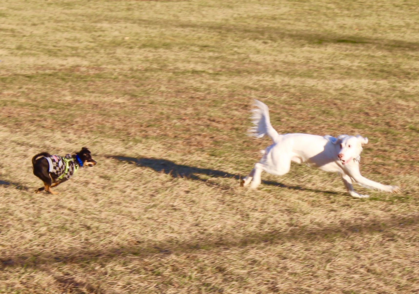 Romping in the sun!